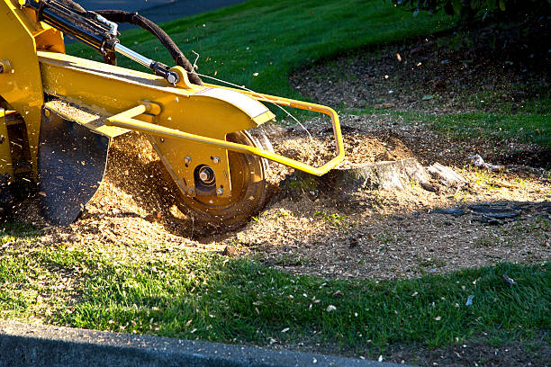 Best Tree Mulching  in Milton Freewater, OR